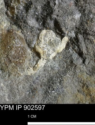 undet. Bivalvia