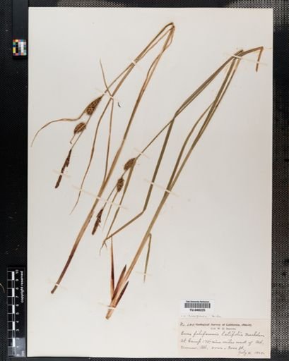 Carex lanuginosa