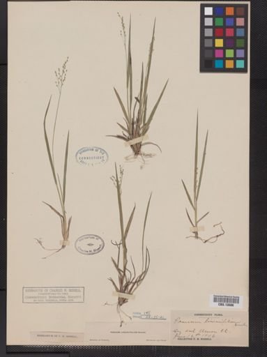 Panicum linearifolium