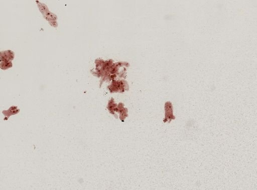 Amoeba proteus