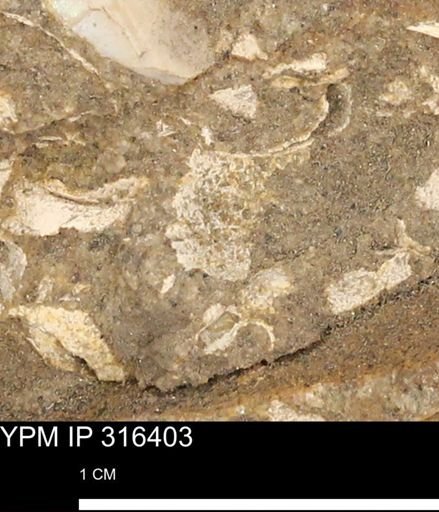undet. Mollusca