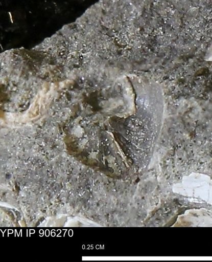 undet. Bivalvia