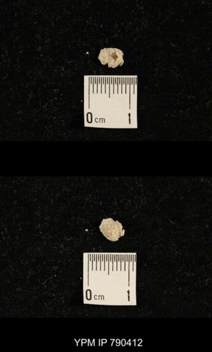 taxon undetermined