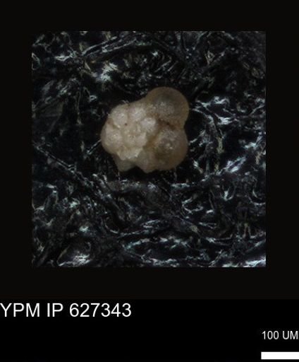 undet. Foraminiferida