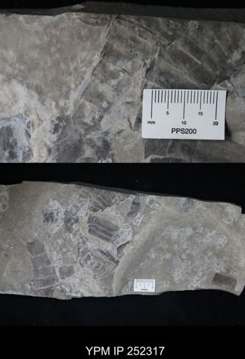 undet. Eurypterida