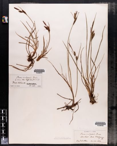 Carex nigra
