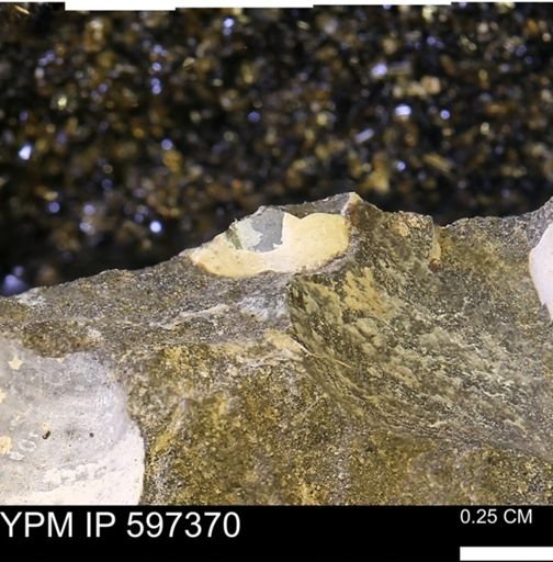 Limopsis striatopunctatus