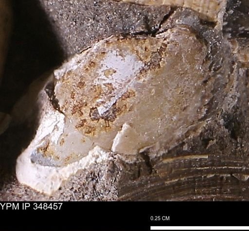 undet. Bivalvia