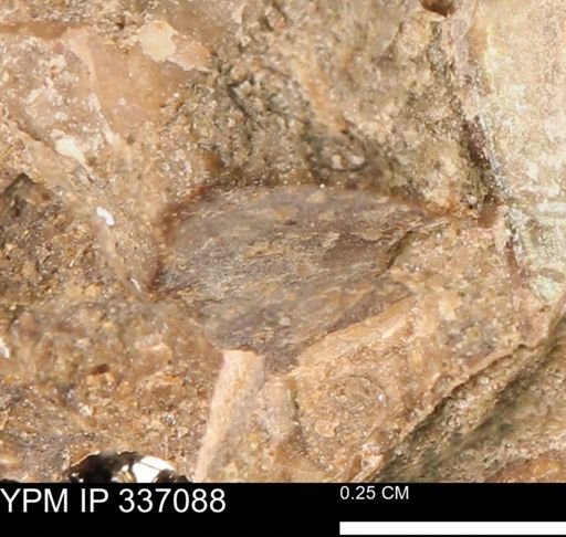undet. Mollusca