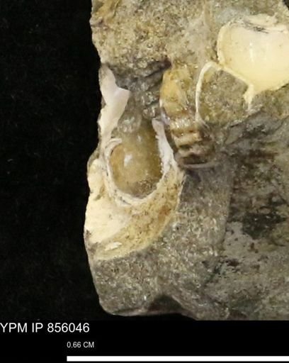 undet. Mollusca