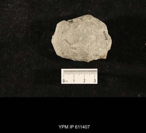 Glyptocrinus subglobosus