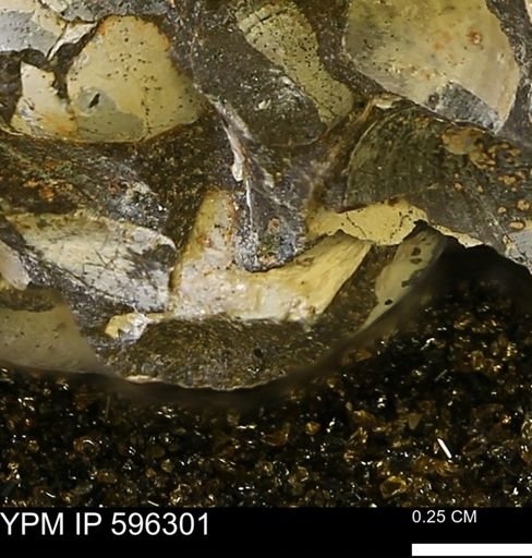 Limopsis striatopunctatus