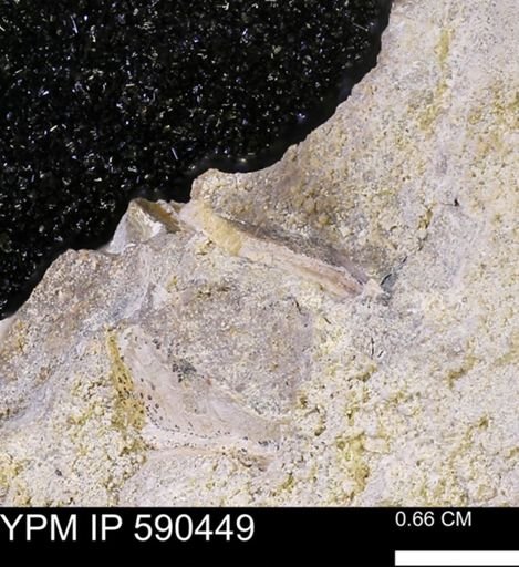 undet. Mollusca