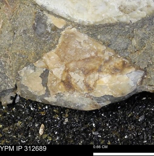 Phelopteria linguaeformis