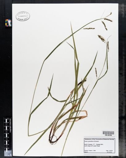 Carex gracillima