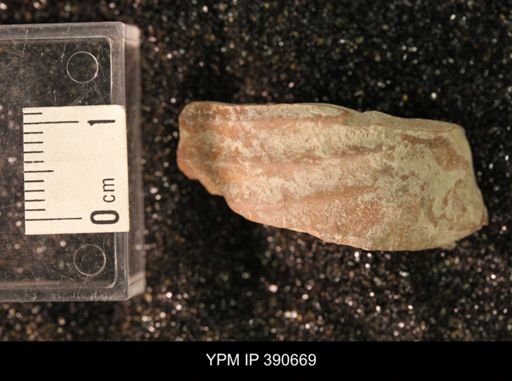 undet. Scaphitidae