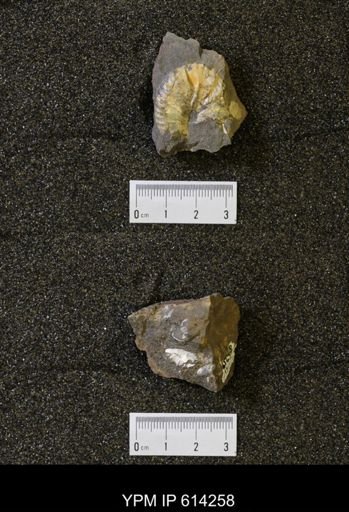 Hoploscaphites sp.
