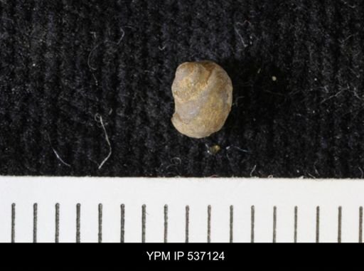 Viviparus montanaensis