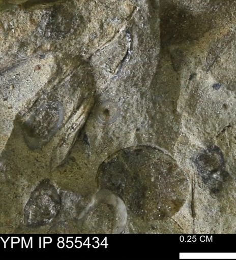 undet. Mollusca