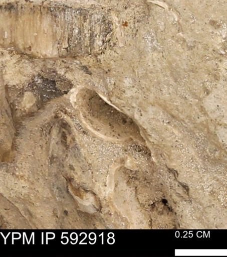 undet. Mollusca