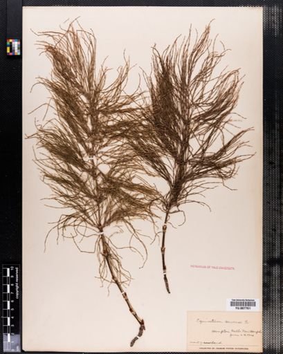 Equisetum arvense