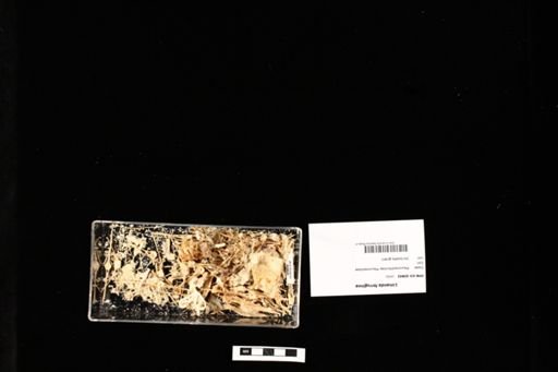 Limanda ferruginea
