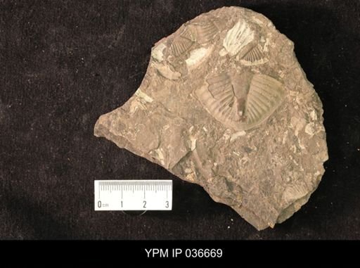 Pseudogygites sp.