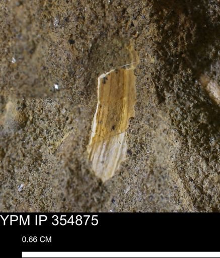 Bivalvia