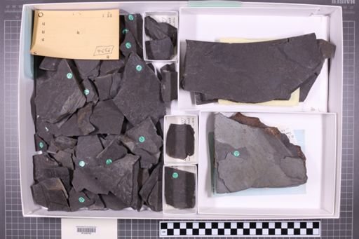 mixed taxa, stratigraphic collection