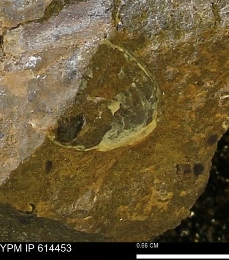 Mollusca