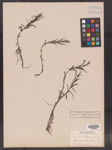 Veronica scutellata