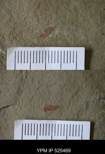 undet. Synziphosurina