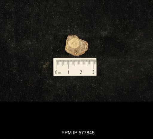 Crania modesta