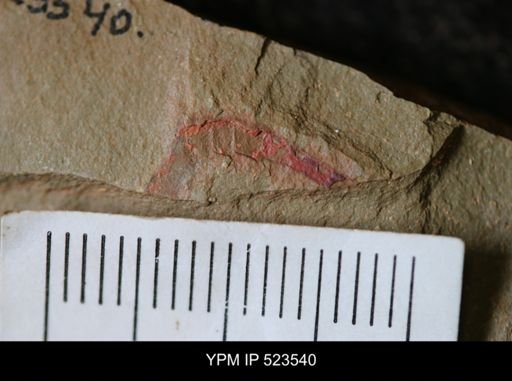 undet. Arthropoda