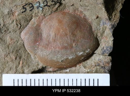 undet. Arthropoda