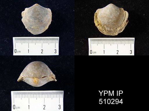 Atrypa sp.