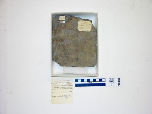 Grallator formosus