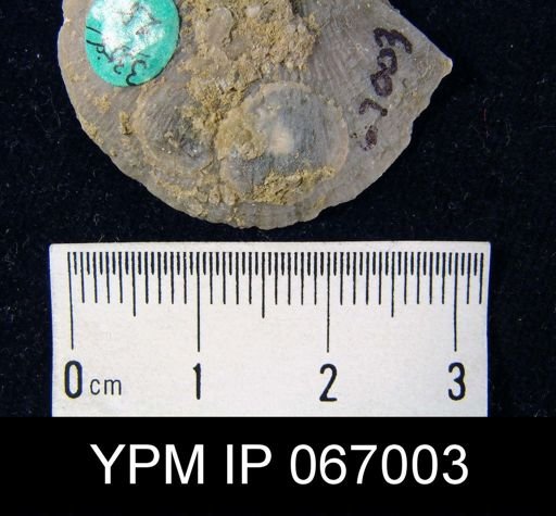 Crania famelica