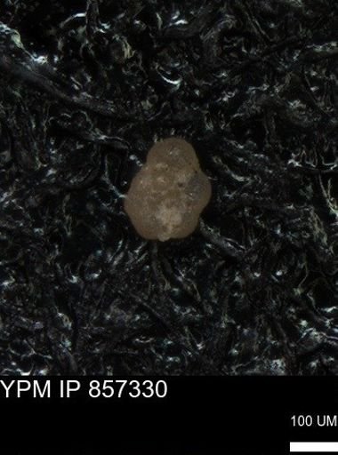 undet. Foraminiferida