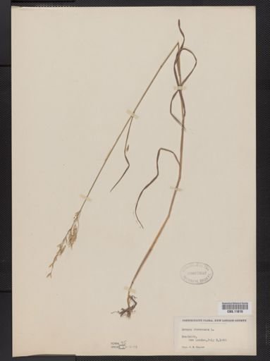 Bromus racemosus
