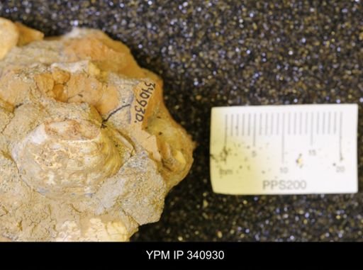 Corbicula sp.