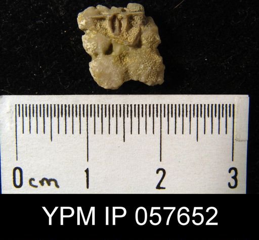 Leptaenisca adnascens