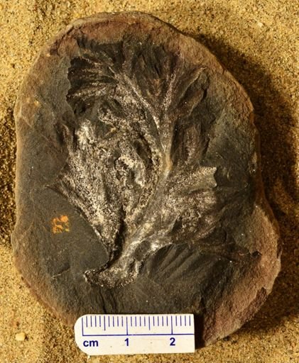 Aphlebia