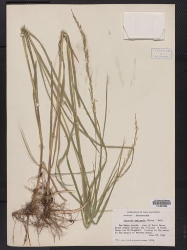 Glyceria melicaria