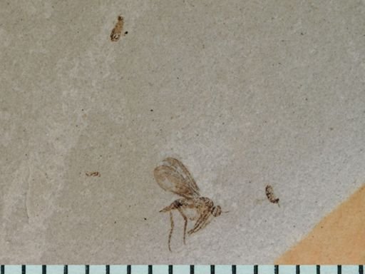 undet. Staphylinidae