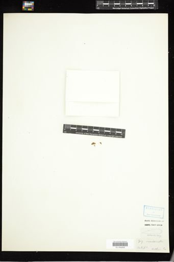 Gigartina exasperata