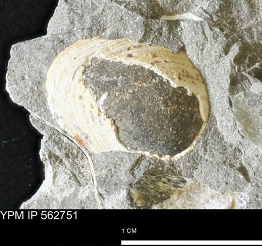 Limopsis sp.
