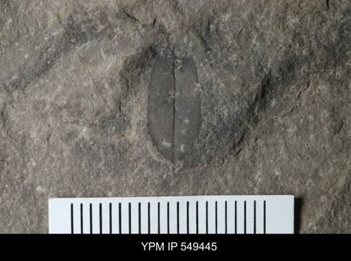 Pterygotus sp.