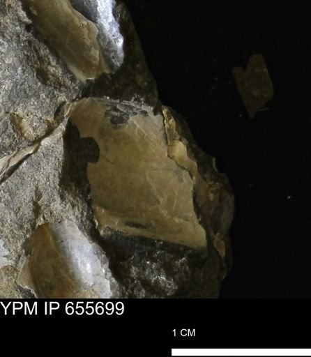 Pseudoptera?