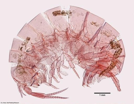 Platorchestia platensis